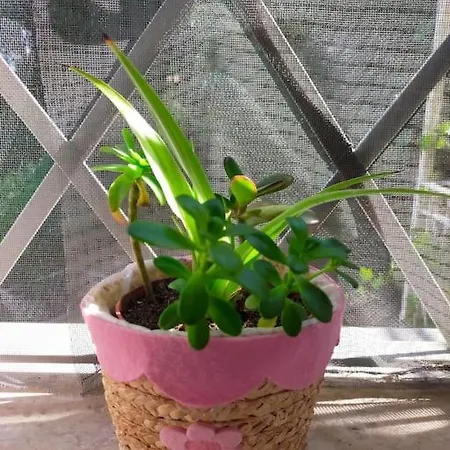 Le Nuvole Da Davide E Romina דירה SantʼArcangelo di Romagna